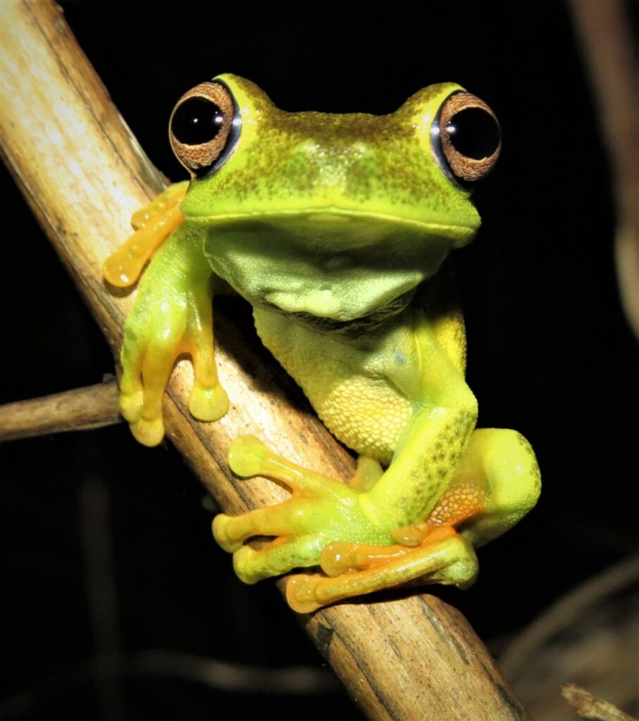 RPPNs do Cerrado ajudam na identificação de espécies ameaçadas