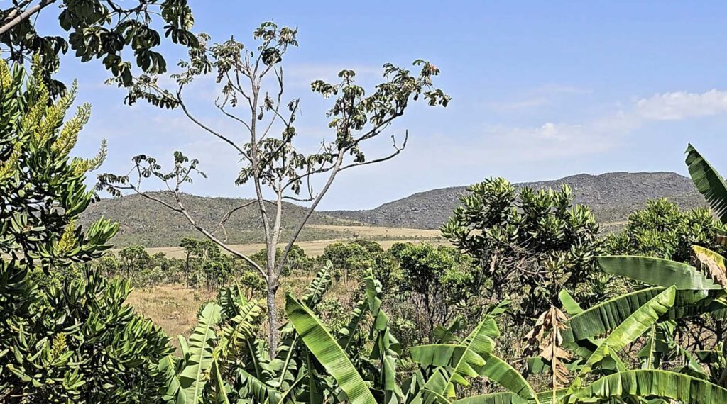 RPPN Campos Úmidos Vochysias
