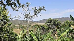 RPPN Campos Úmidos Vochysias