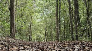 RPPN Fazenda Branca Terra dos Anões